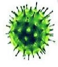 Wirus COVID-19